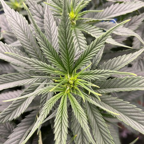 Sour Diesel 1 growlog timeline photo