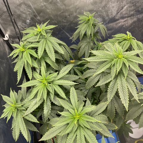 Blue Dream 1 growlog timeline photo