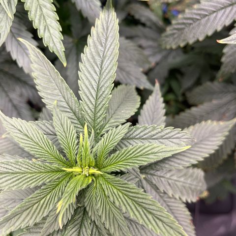 Blue Dream 1 growlog timeline photo