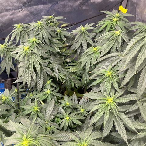 Gorilla Glue 1 growlog timeline photo