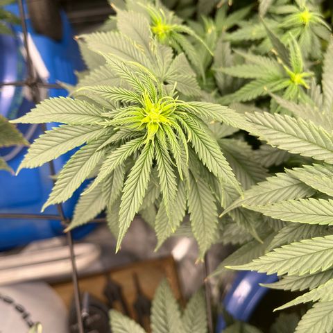Gorilla Glue 1 growlog timeline photo