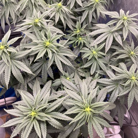 Zkittles 1 growlog timeline photo