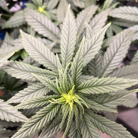 Zkittles 1 growlog timeline photo