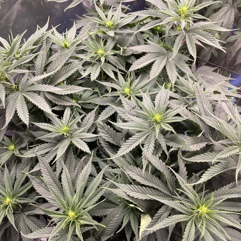 Sour Diesel 1 growlog timeline photo