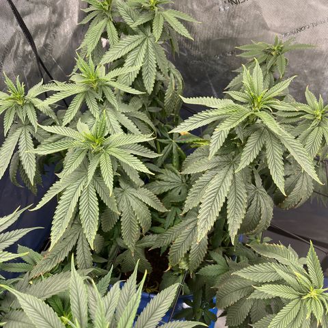 Blue Dream 1 growlog timeline photo