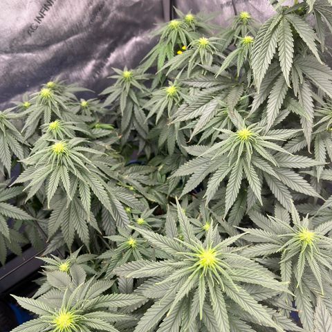 Gorilla Glue 1 growlog timeline photo