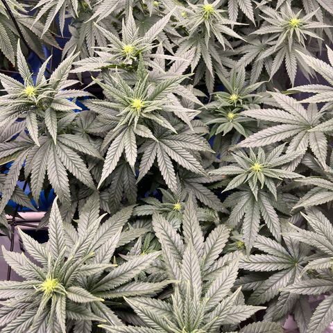 Zkittles 1 growlog timeline photo