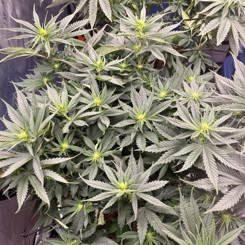 Sour Diesel 1 growlog timeline photo