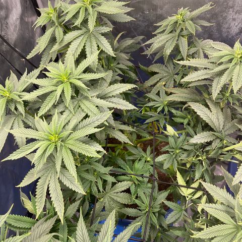 Blue Dream 1 growlog timeline photo