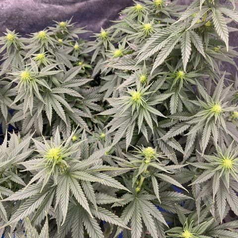 Gorilla Glue 1 growlog timeline photo