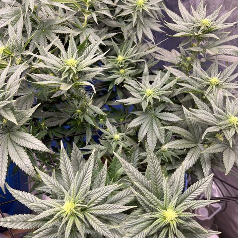 Zkittles 1 growlog timeline photo