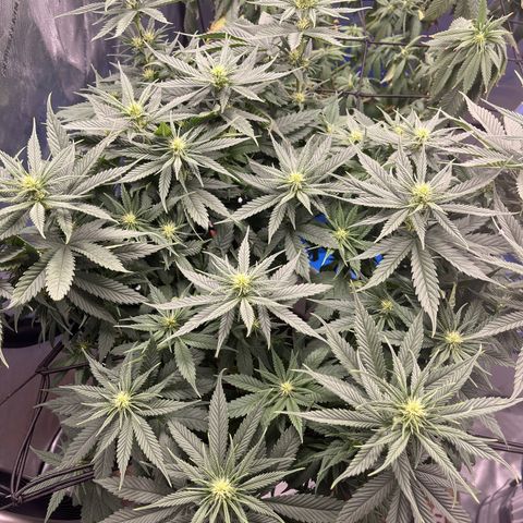 Sour Diesel 1 growlog timeline photo