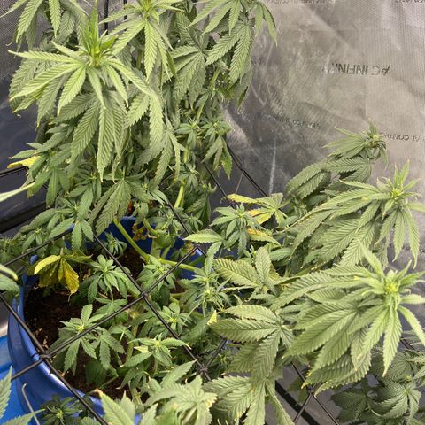Blue Dream 1 growlog timeline photo