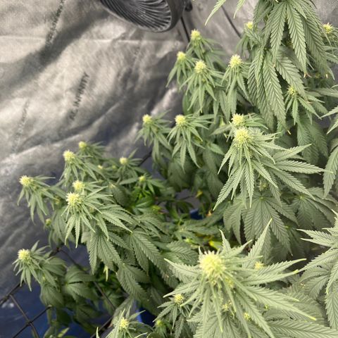 Gorilla Glue 1 growlog timeline photo