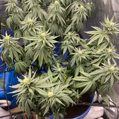 Zkittles 1 growlog timeline photo