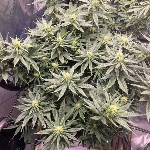 Sour Diesel 1 growlog timeline photo
