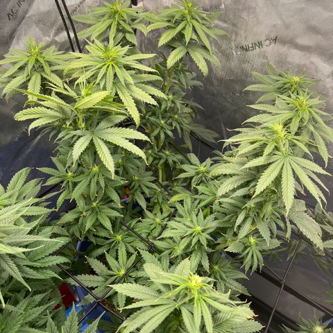 Blue Dream 1 growlog timeline photo