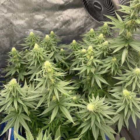 Gorilla Glue 1 growlog timeline photo