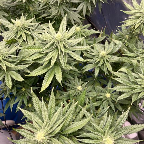 Zkittles 1 growlog timeline photo