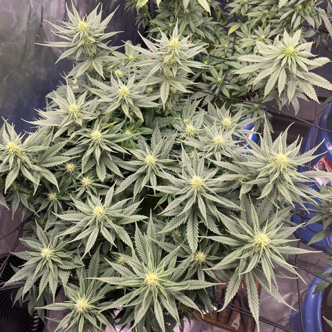 Sour Diesel 1 growlog timeline photo