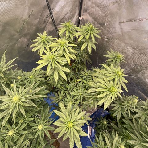 Blue Dream 1 growlog timeline photo