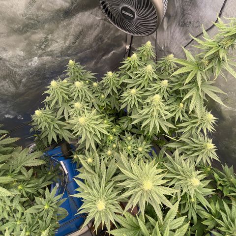 Gorilla Glue 1 growlog timeline photo