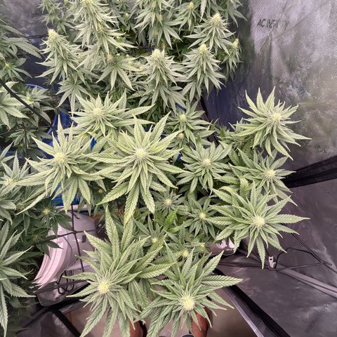 Zkittles 1 growlog timeline photo