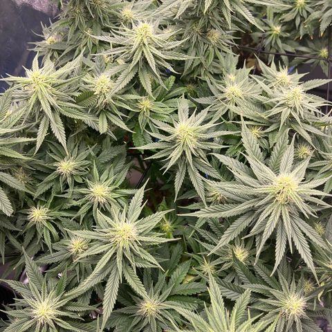 Sour Diesel 1 growlog timeline photo