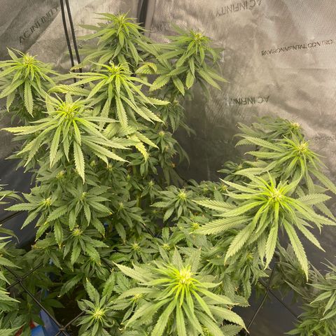 Blue Dream 1 growlog timeline photo