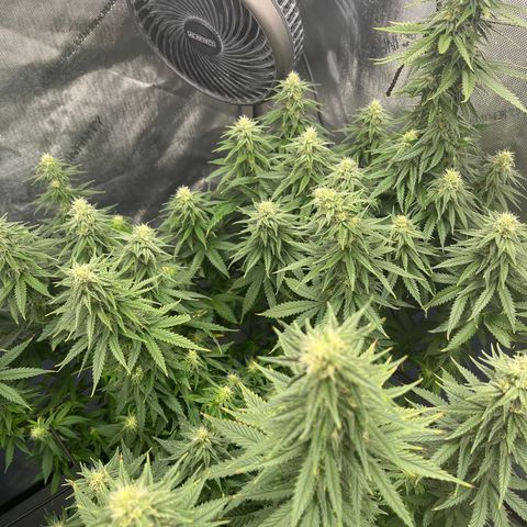 Gorilla Glue 1 growlog timeline photo