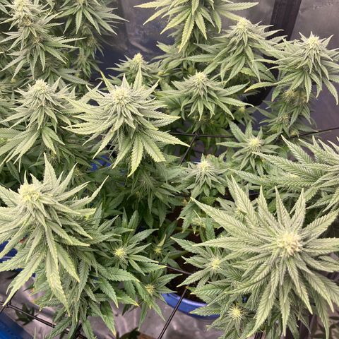 Zkittles 1 growlog timeline photo