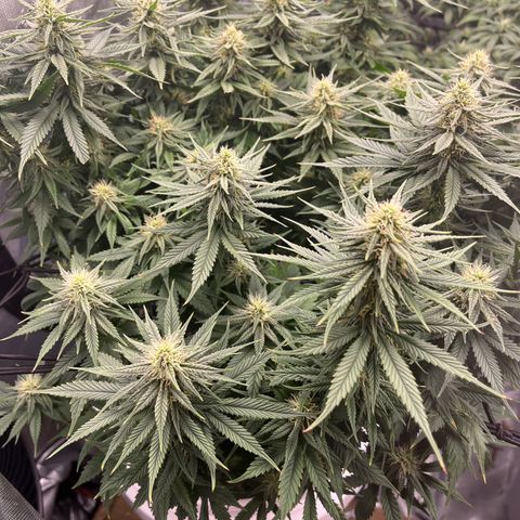 Sour Diesel 1 growlog timeline photo