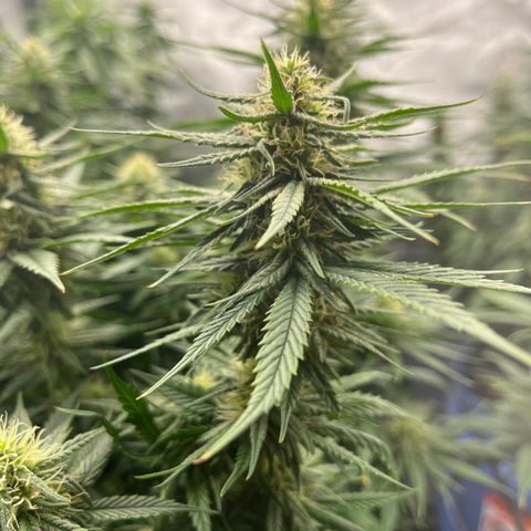 Sour Diesel 1 growlog timeline photo