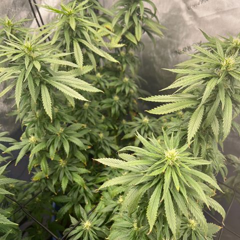 Blue Dream 1 growlog timeline photo