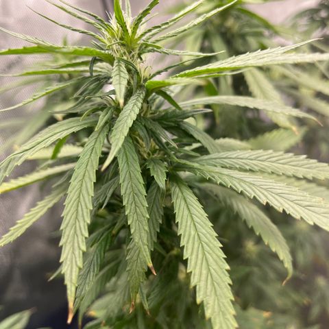 Blue Dream 1 growlog timeline photo