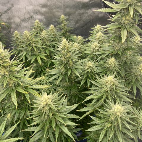 Gorilla Glue 1 growlog timeline photo