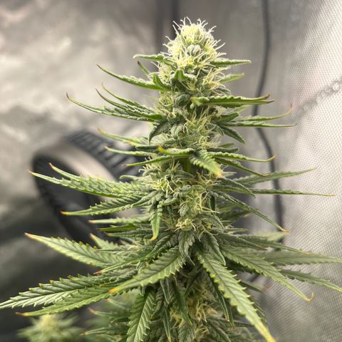 Gorilla Glue 1 growlog timeline photo