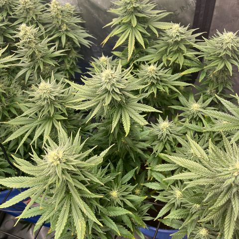Zkittles 1 growlog timeline photo