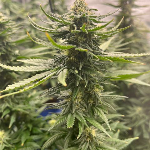 Zkittles 1 growlog timeline photo