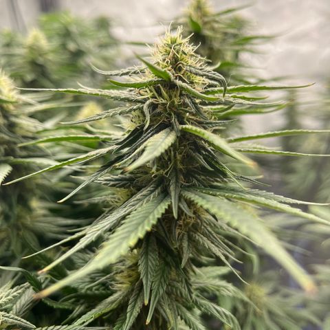 Sour Diesel 1 growlog timeline photo