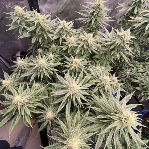 Sour Diesel 1 growlog timeline photo