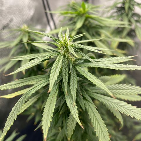Blue Dream 1 growlog timeline photo