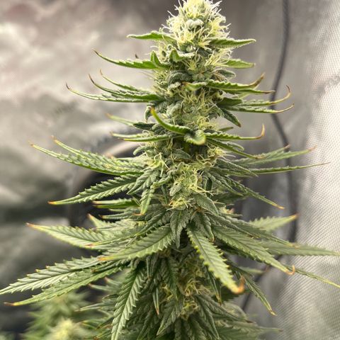 Gorilla Glue 1 growlog timeline photo