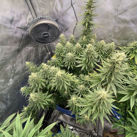 Gorilla Glue 1 growlog timeline photo