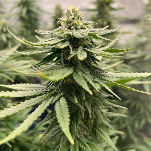 Zkittles 1 growlog timeline photo