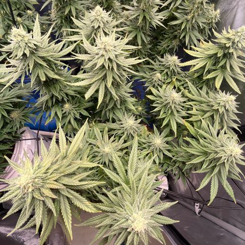 Zkittles 1 growlog timeline photo