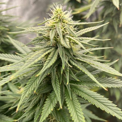 Sour Diesel 1 growlog timeline photo