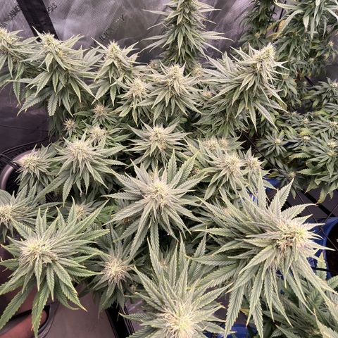 Sour Diesel 1 growlog timeline photo