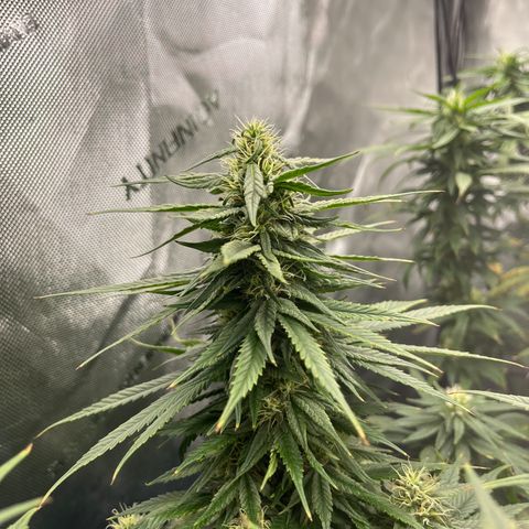 Sour Diesel 1 growlog timeline photo