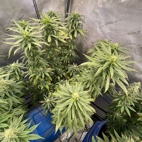 Blue Dream 1 growlog timeline photo